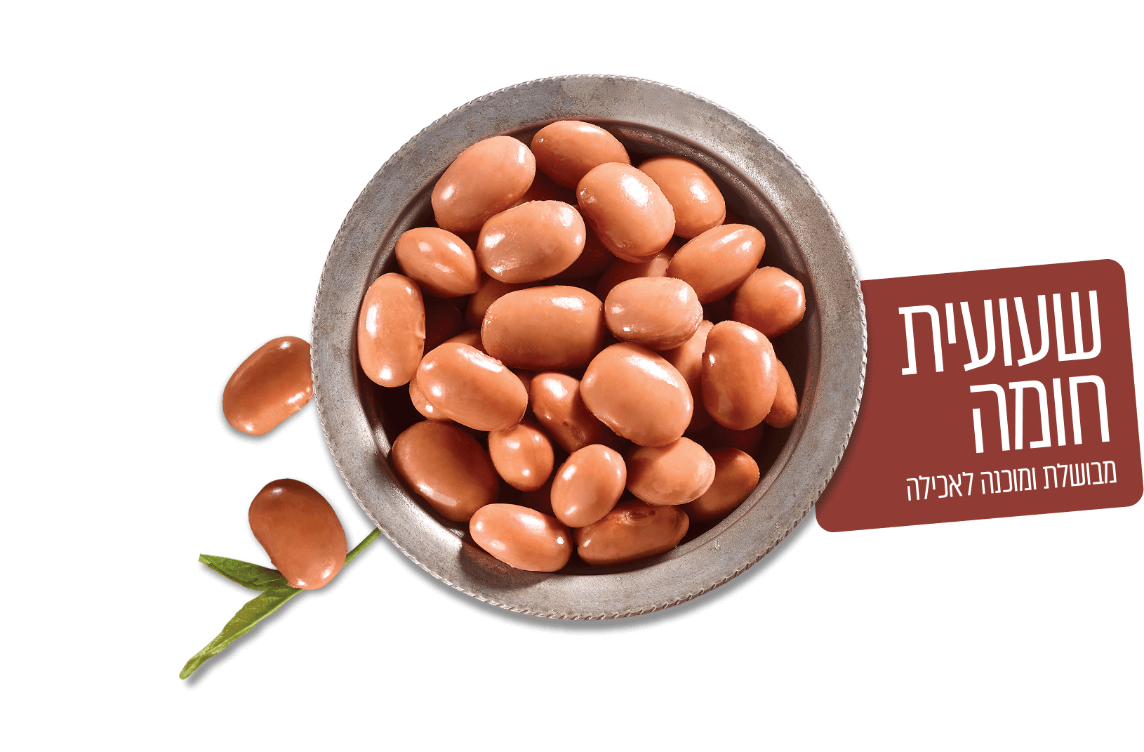 שעועית חומה בקופסה