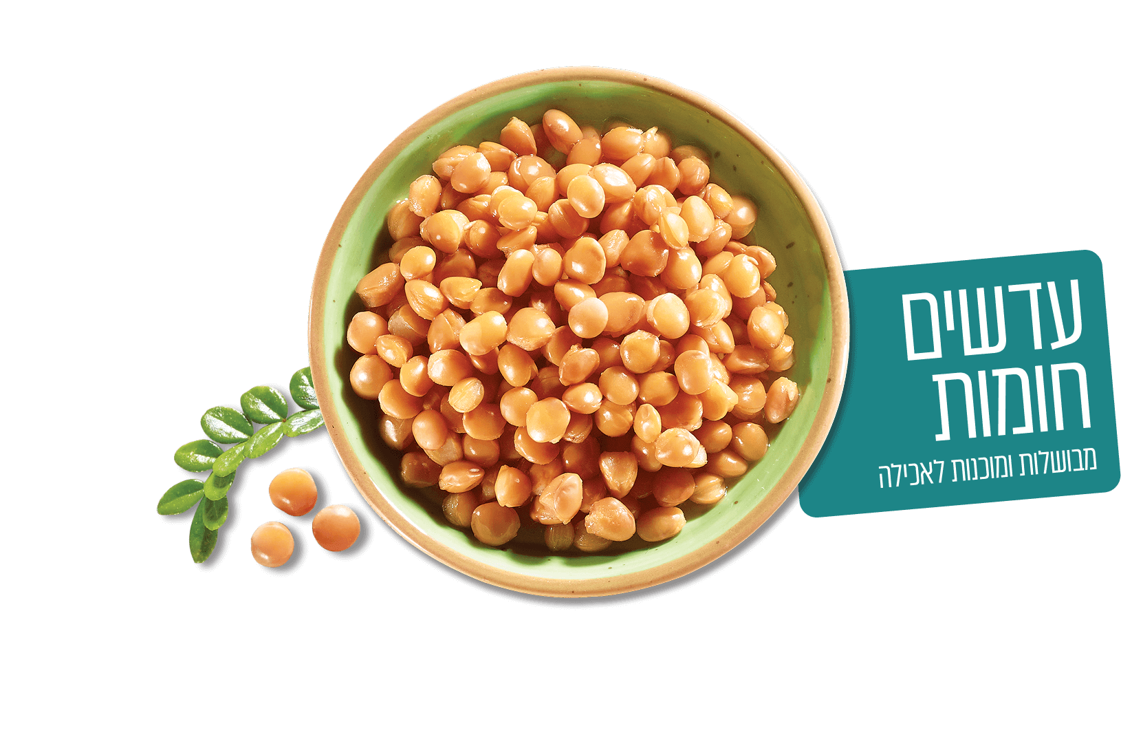 עדשים חומות מבושלות