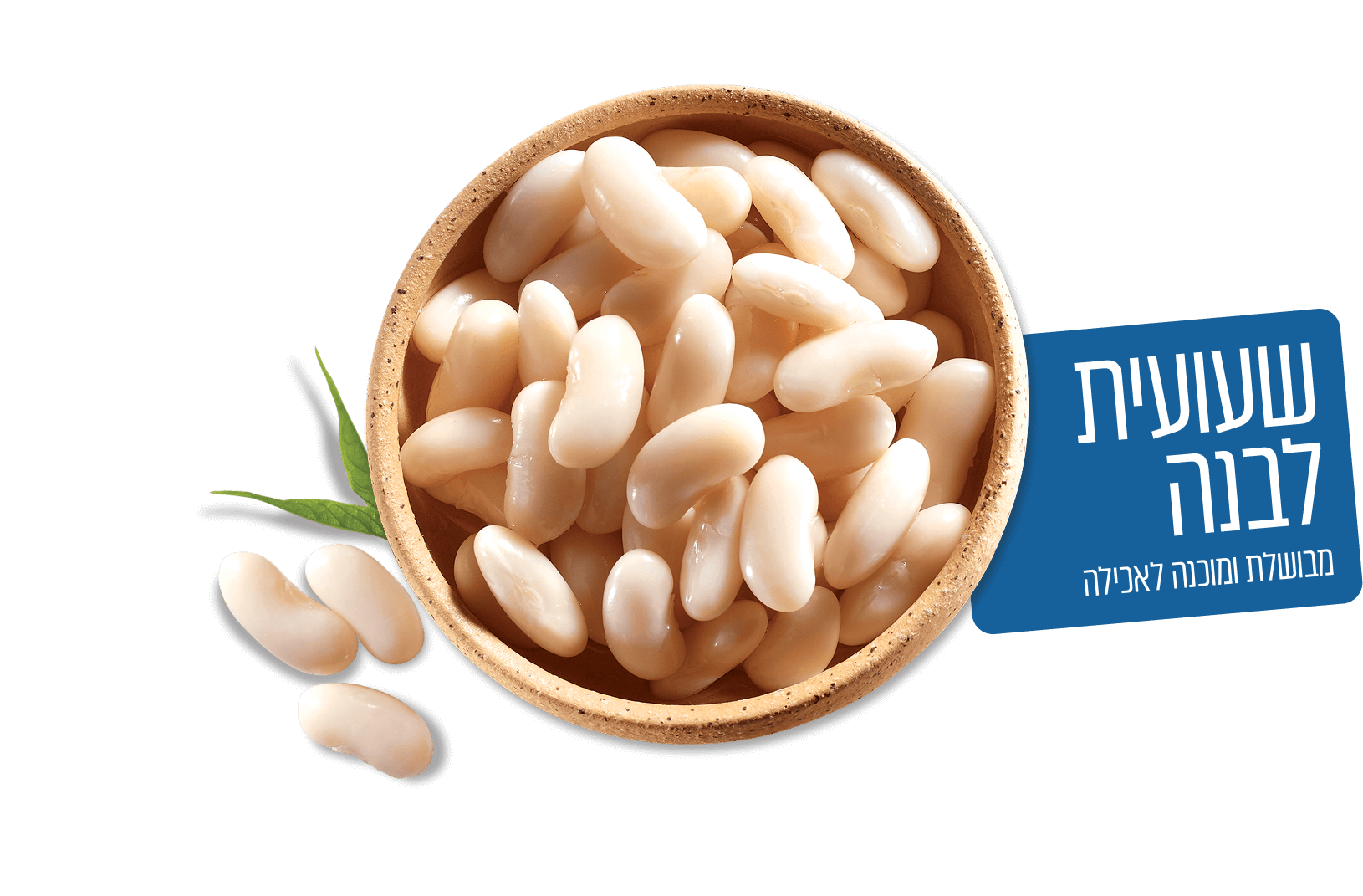 שעועית לבנה בקופסה